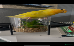 Lovebirds birds for sale: Tame lovebird - Image 2