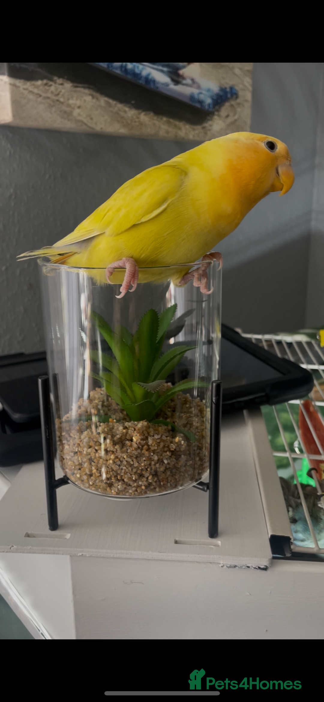 Lovebirds birds for sale: Tame lovebird - Image 2