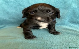 Sprocker dogs for sale: Beautiful Sprocker Spaniel pups - Image 19