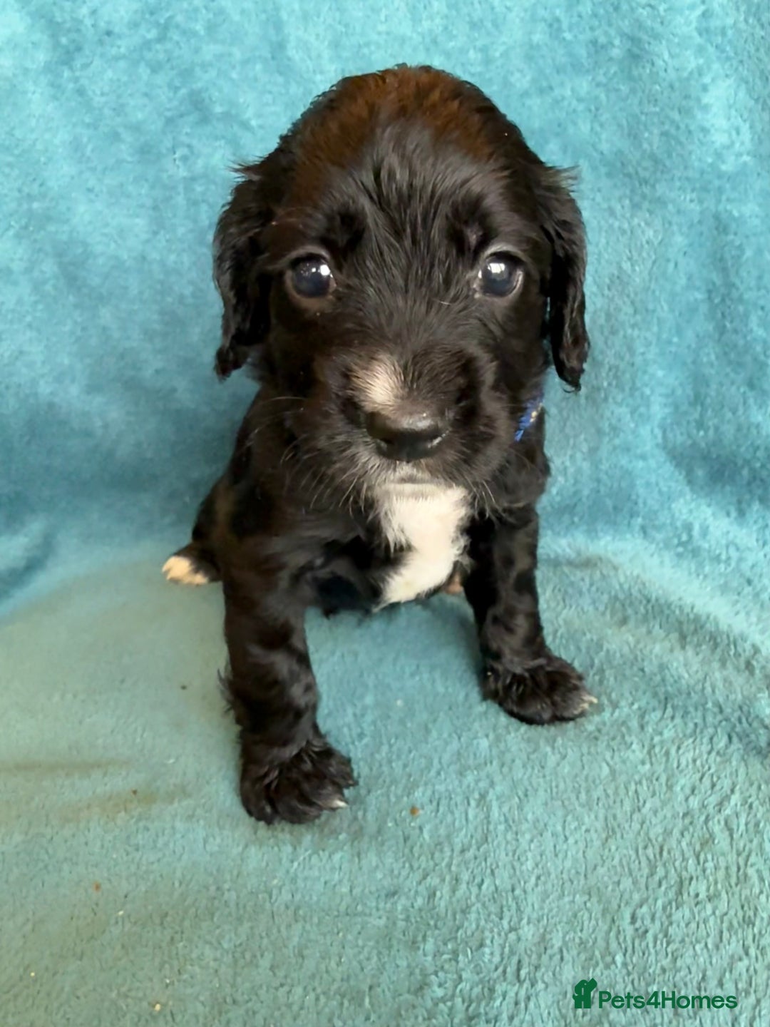 Sprocker dogs for sale: Beautiful Sprocker Spaniel pups - Image 19