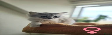 Tabby girl