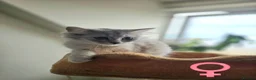 Mixed Breed cats for sale: British Shorthair x Turkish Angora Boy & Girl - Advert 5