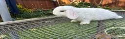 Lionhead rabbits for sale: 4 minilop babies & 1 lionlop girl  - Advert 11