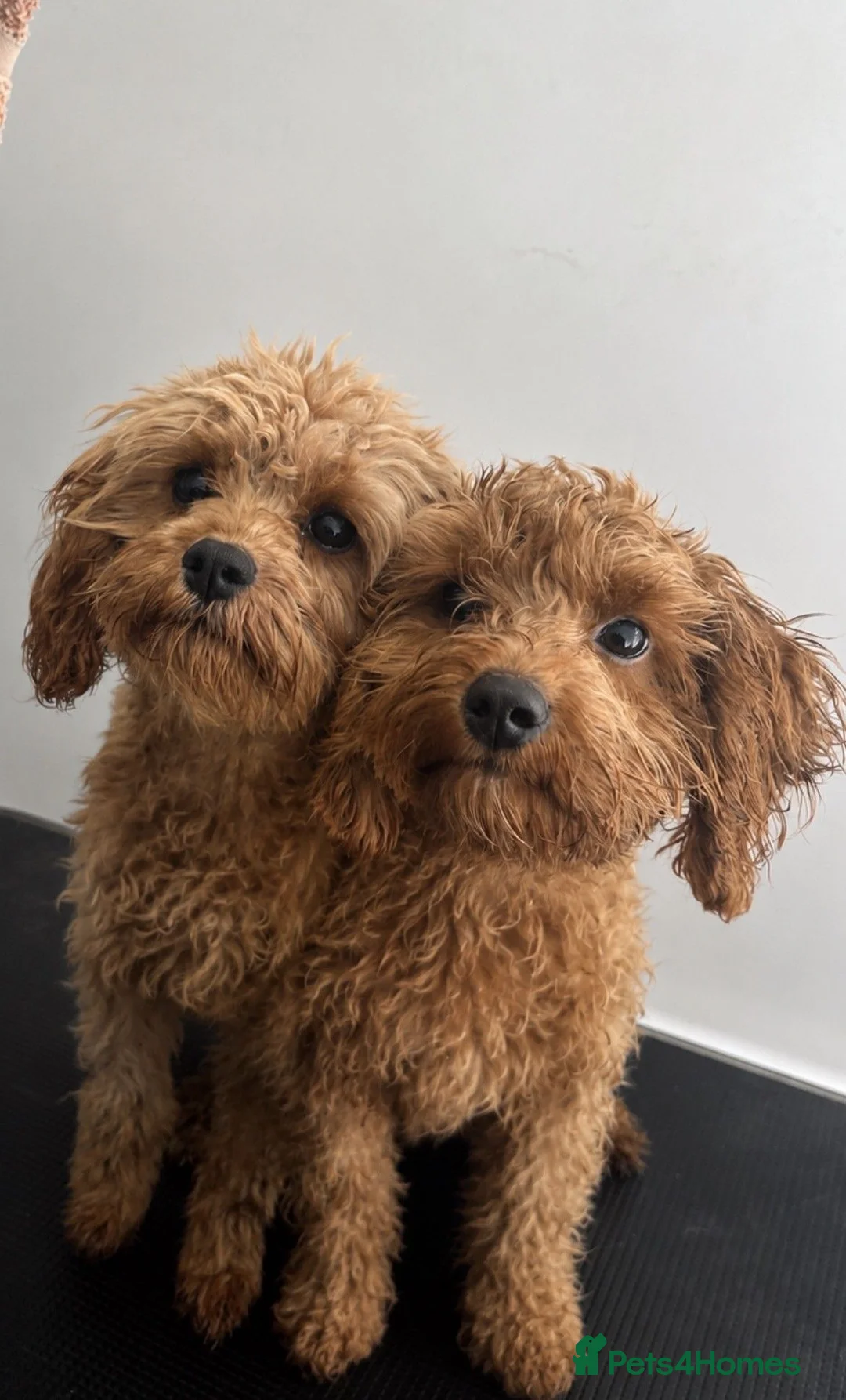 Cavapoo dogs for sale: Advanced trainer cavapoo  - Advert 2