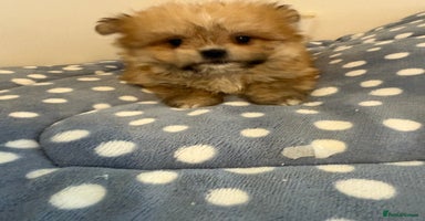 Mixed Breed dogs - Advert 12