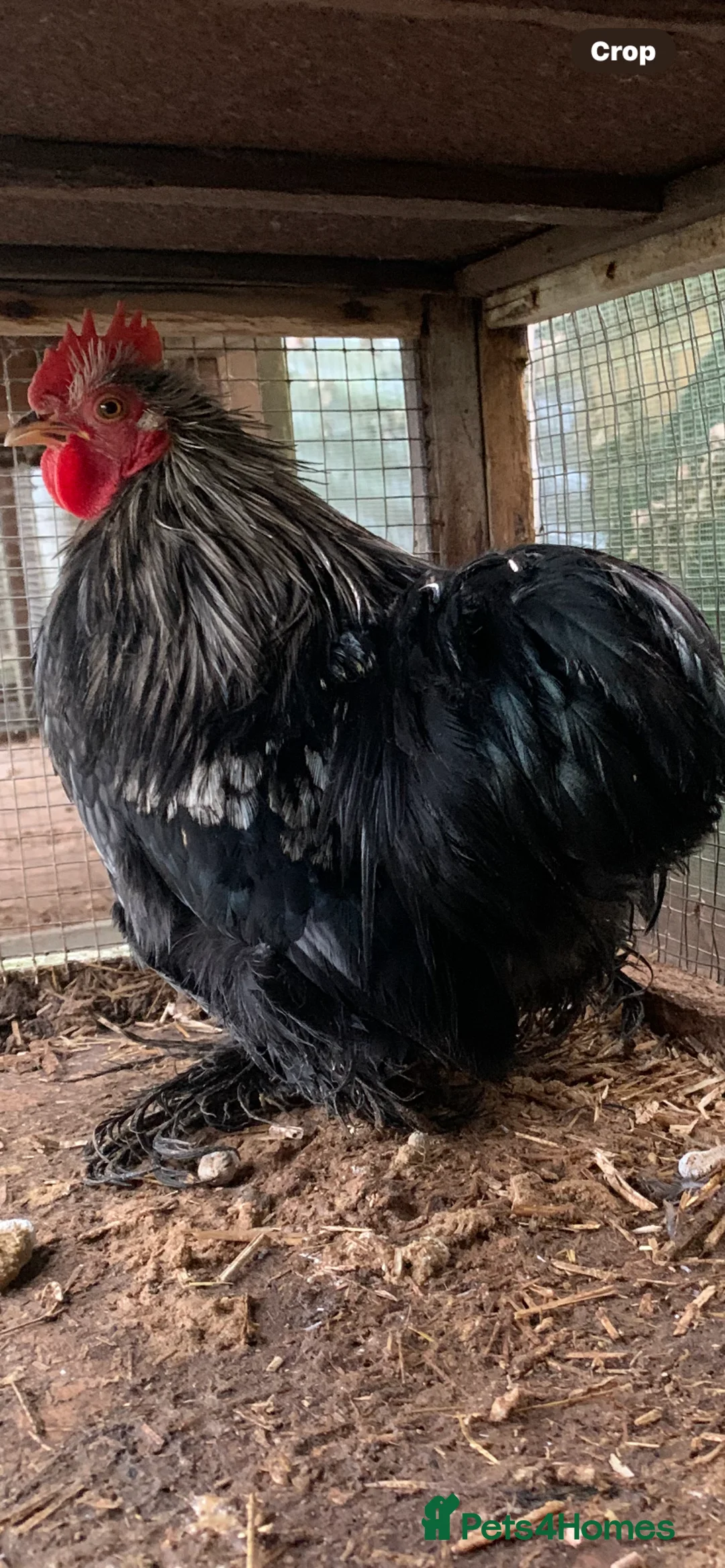 Mixed Breed birds for sale: Bantam Cockerel  - Advert 1