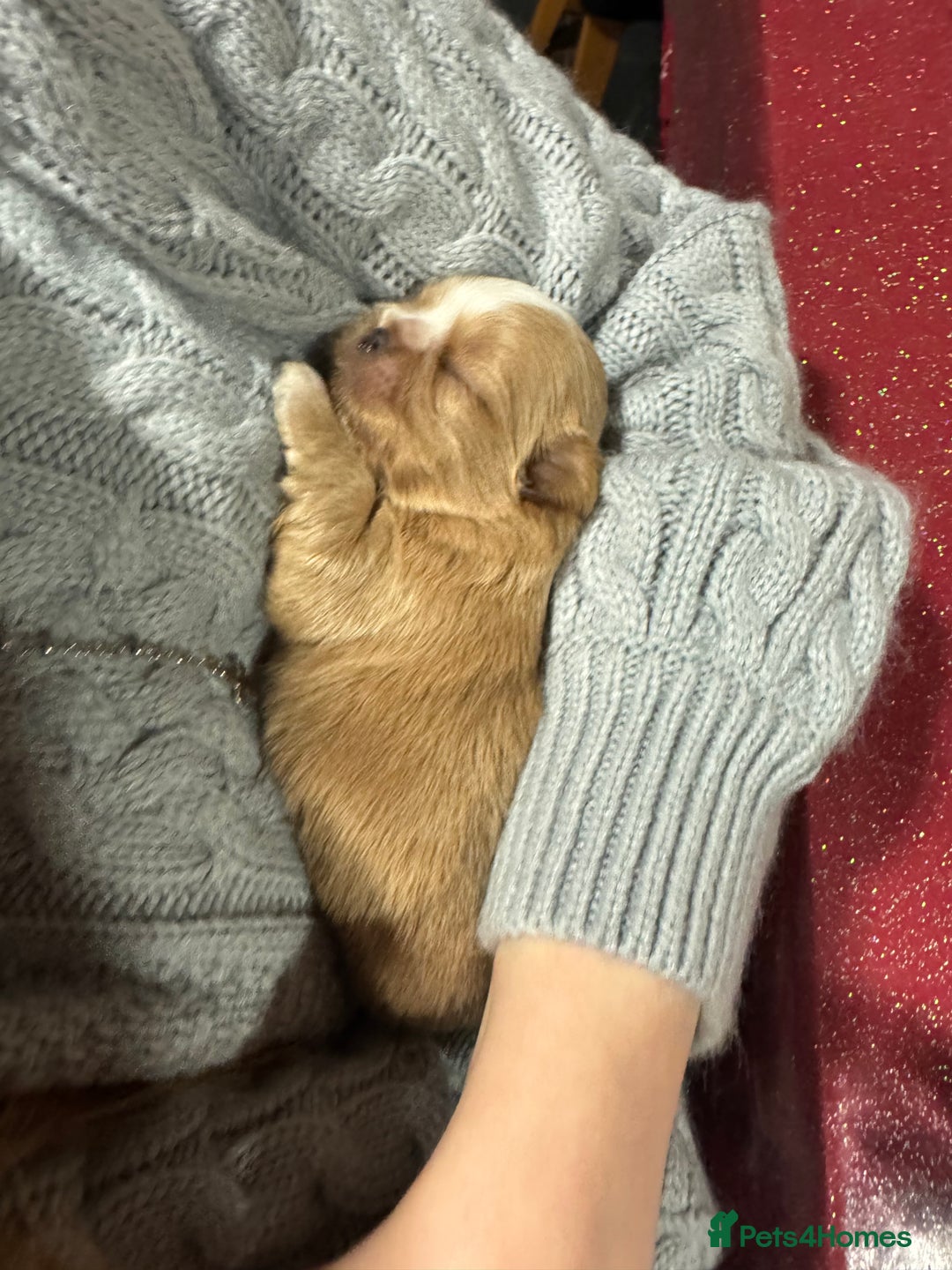 Shih Tzu dogs for sale: Imperial Shih-Tzu Puppies - Advert 14