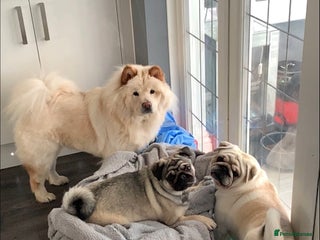 Mixed Breed dogs Rehoming - Chow Chow & two Pugs - Advert 4