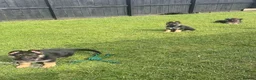 German Shepherd dogs for sale: 🐾Ready to leave Kc reg German shepherd puppies🐾 - Advert 11