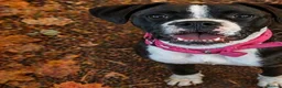 Boxer dogs for sale: Kc registered bitch  - Advert 3