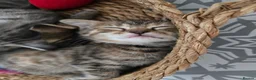 Bengal cats for sale: Beautiful Snow Bengal X Scottish Fold Kittens - Advert 6