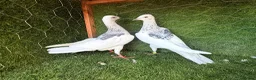 Pigeons birds for sale: Premium Breeding Pigeons Top Quality Pairs Availab - Advert 21