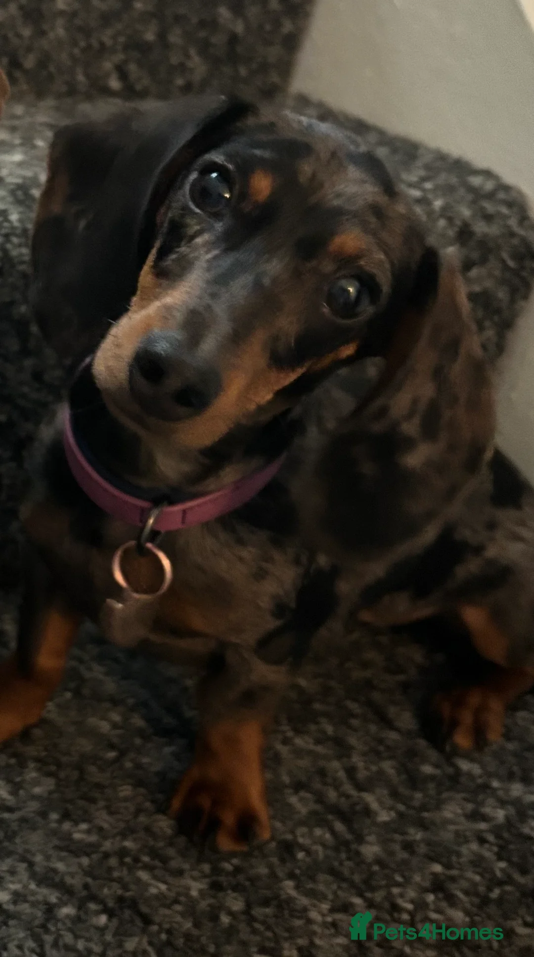 Miniature Dachshund dogs for sale: Miniature Dachshund - Advert 7