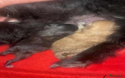 Pomeranian dogs for sale: READY NOW OUTSTANDING KC FEMALE AVALIBLE - Image 11