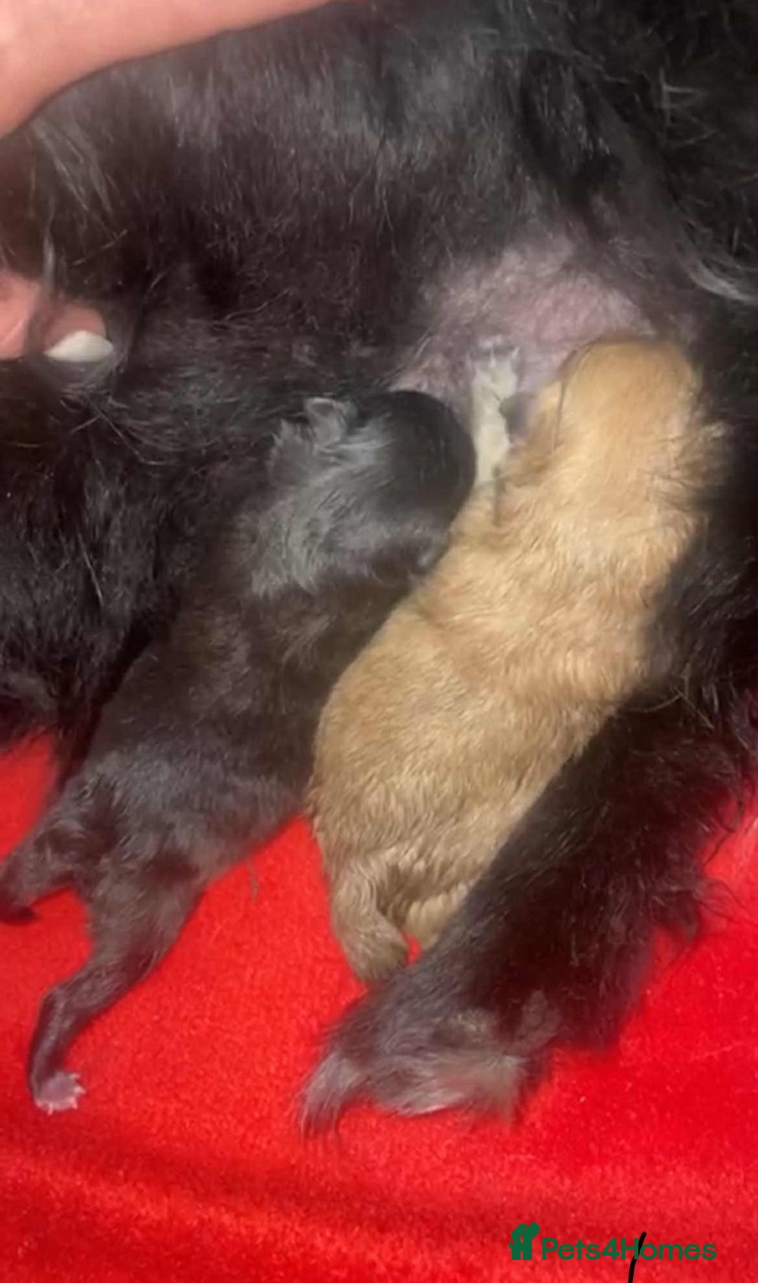 Pomeranian dogs for sale: READY NOW OUTSTANDING KC FEMALE AVALIBLE - Image 11