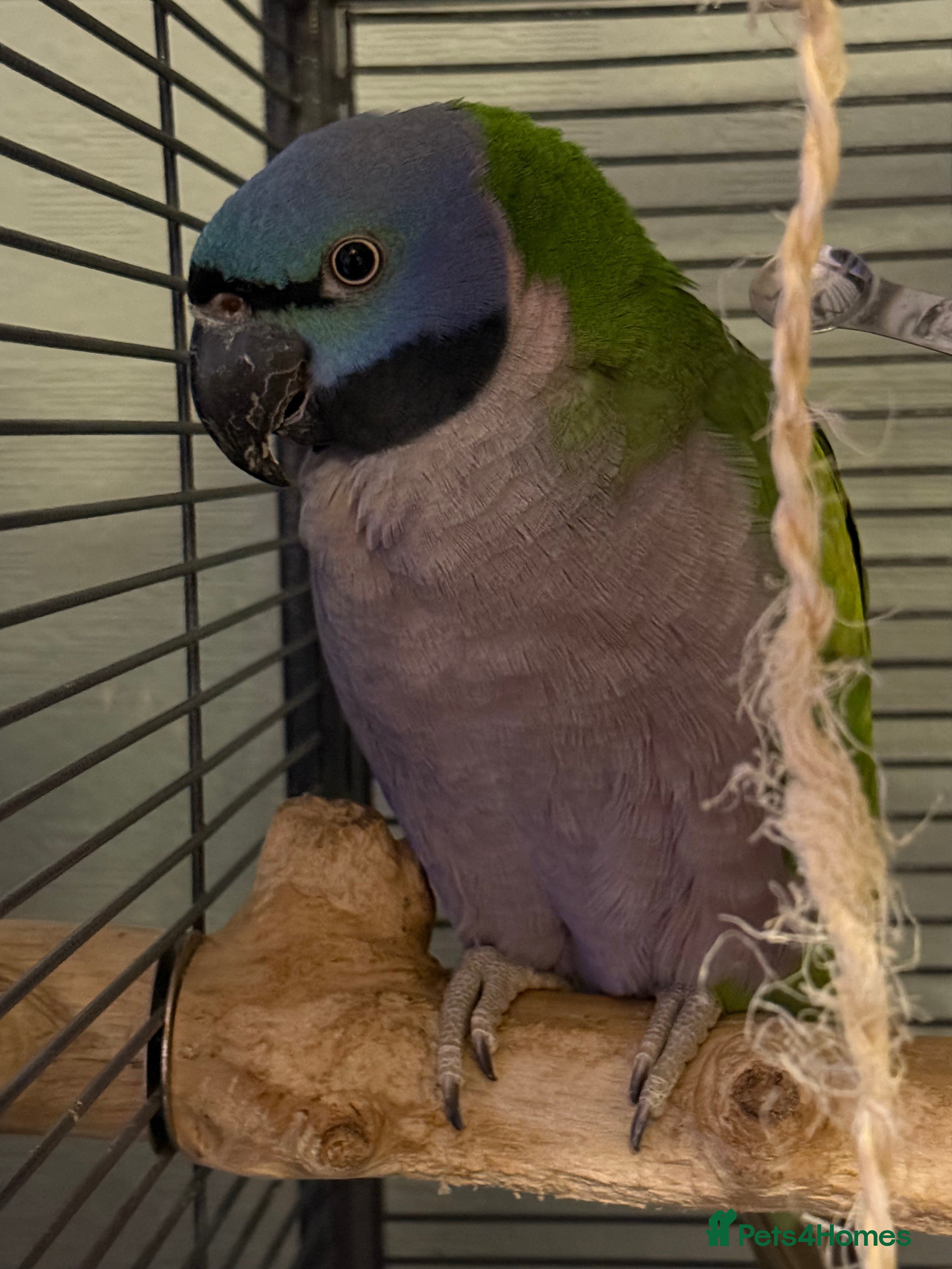 Parakeets birds Female Lord Derbyan - Advert 1