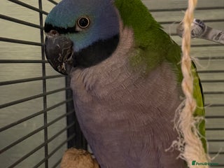 Parakeets birds Female Lord Derbyan - Advert 1