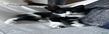 Milo