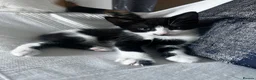 Domestic Shorthair cats for sale: Beautiful Energetic Tuxedo Boy — 10 Weeks Old! in Isleworth - Advert 3