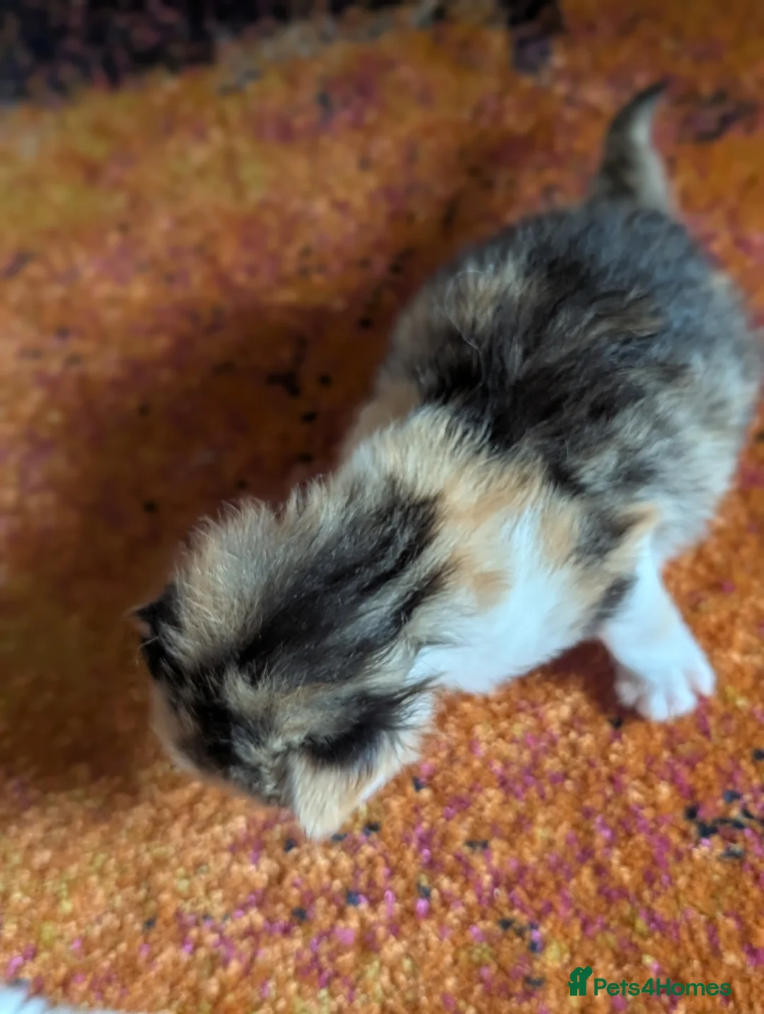 Mixed Breed cats for sale: Gorgeous kittens half ragdoll/ russian blues  - Advert 38