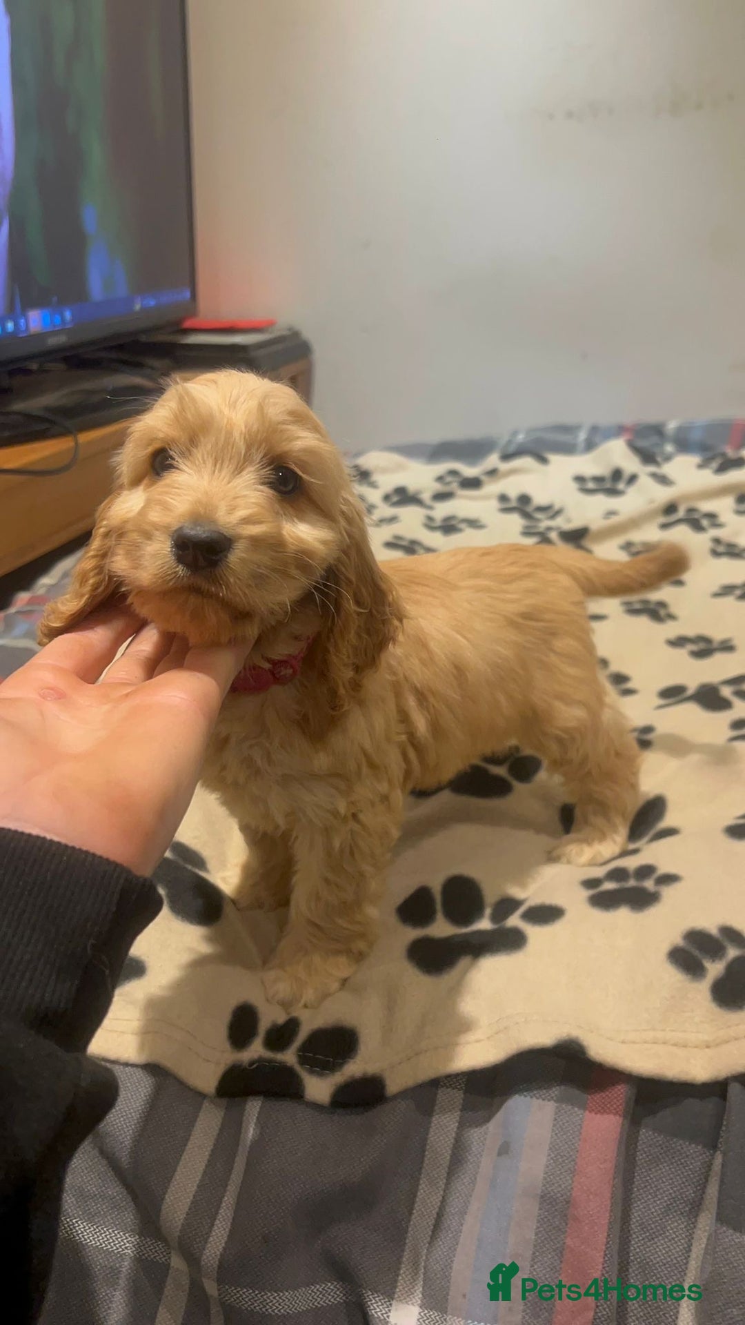 Cockapoo dogs for sale: Cocker spaniel/ cocapoo  - Advert 29