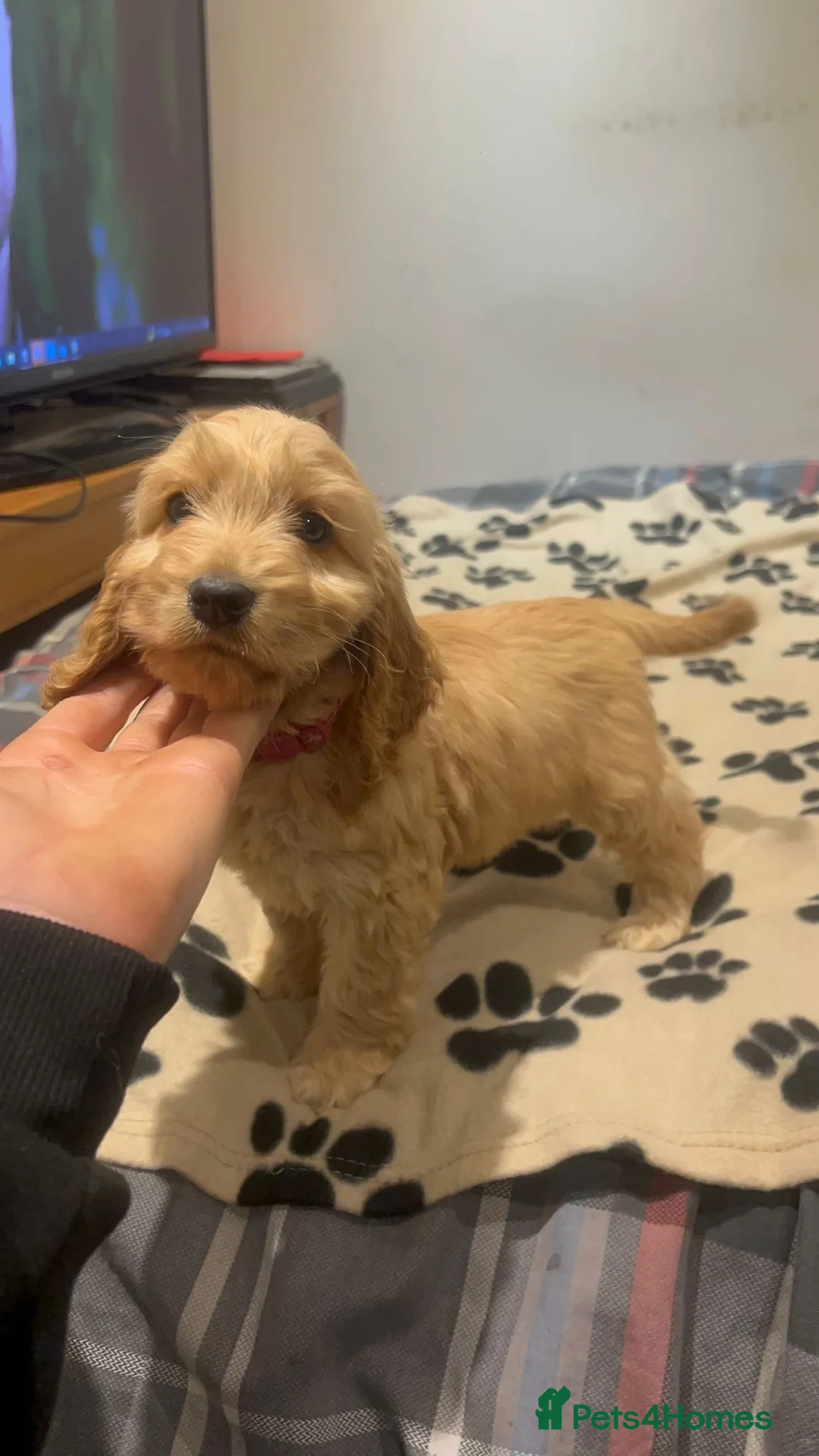 Cockapoo dogs for sale: Cocker spaniel/ cocapoo  - Advert 29