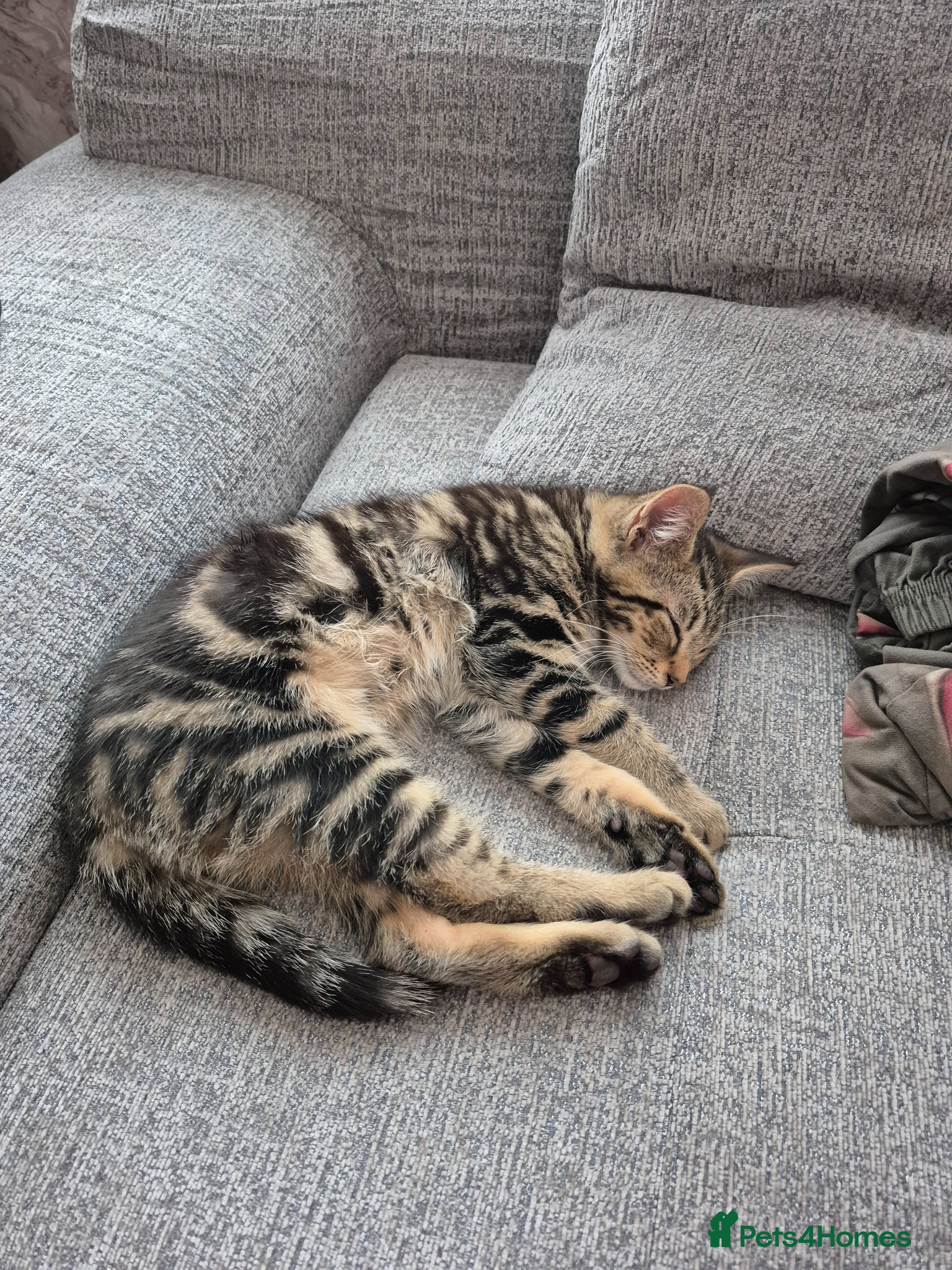 Maine Coon cats 💥😻 READY NOW 1 LEFT Mainecoon x ragdoll 😻💥 - Advert 1