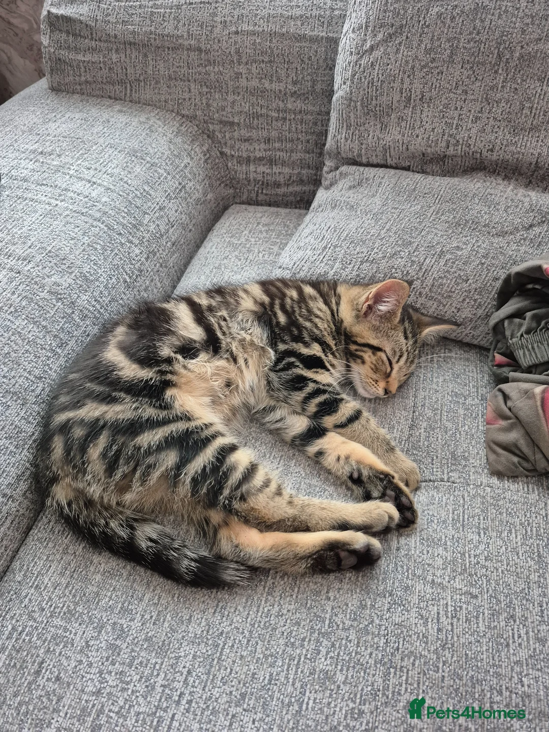 Maine Coon cats for sale: 💥😻 READY NOW 1 LEFT Mainecoon x ragdoll 😻💥 - Advert 1