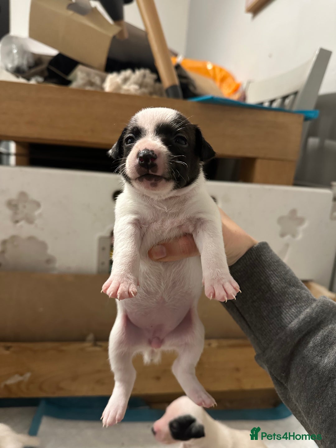 Jack Russell dogs for sale: Jack Russel puppy’s  - Advert 3