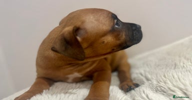Staffordshire Bull Terrier dogs - Advert 36