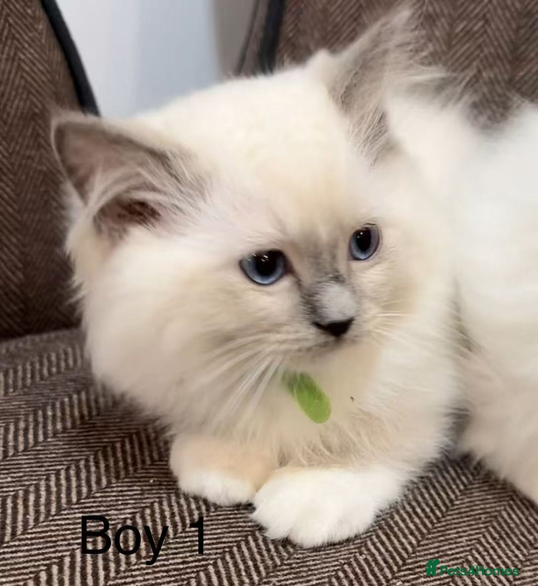 Ragdoll cats for sale: Ragdoll kittens for sale - Image 4