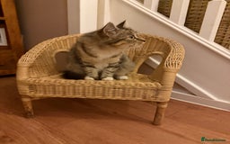 Mixed Breed cats for sale: Beautiful litter of home reared kittens  - Image 4