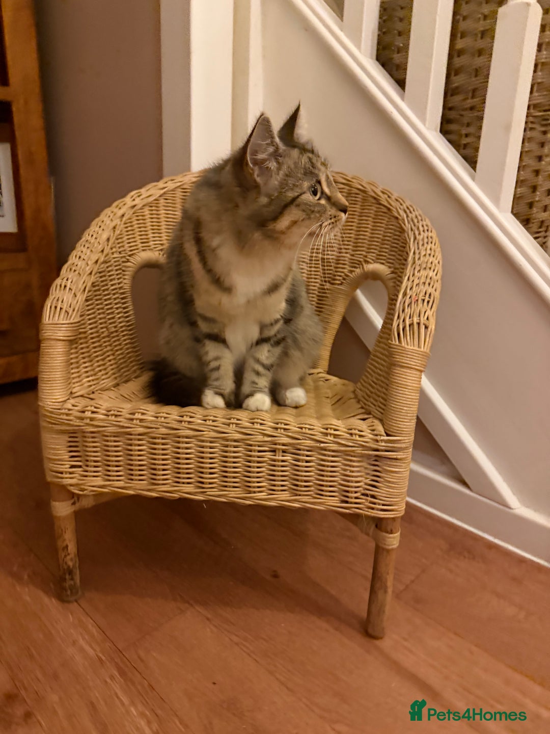 Mixed Breed cats for sale: Beautiful litter of home reared kittens  - Image 4