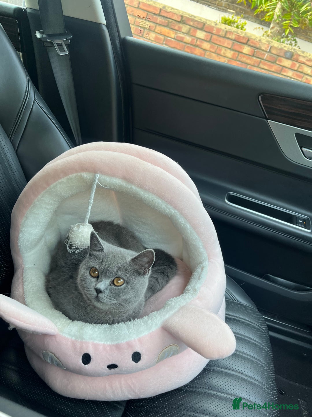 Scottish Fold cats for sale: Scottish Fold Grey Cat - Image 7