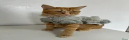 Domestic Shorthair cats for sale: Simba fully ginger cat  in Bury - Advert 2