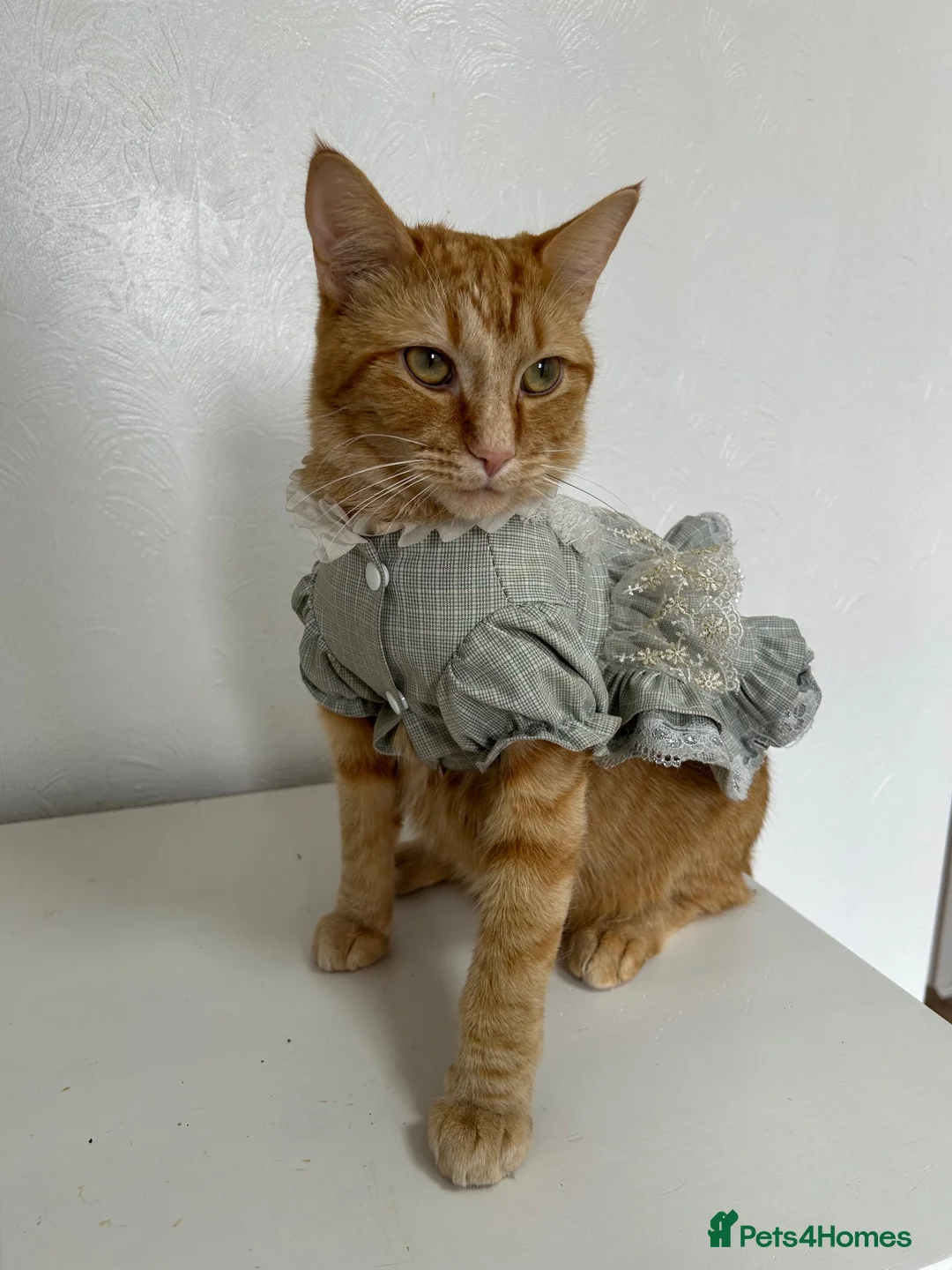 Domestic Shorthair cats for sale: Simba fully ginger cat  in Bury - Advert 2