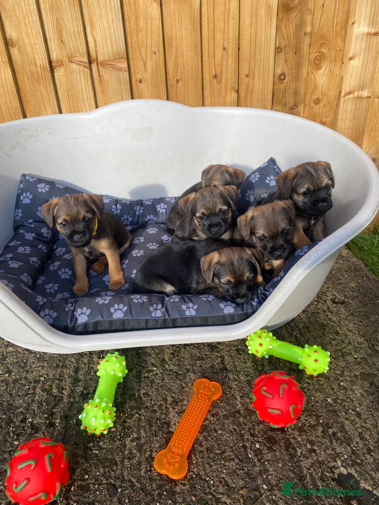 Border Terrier dogs ⭐️KC BORDER TERRIER PUPPIES, SLEM CLEAR - Advert 1