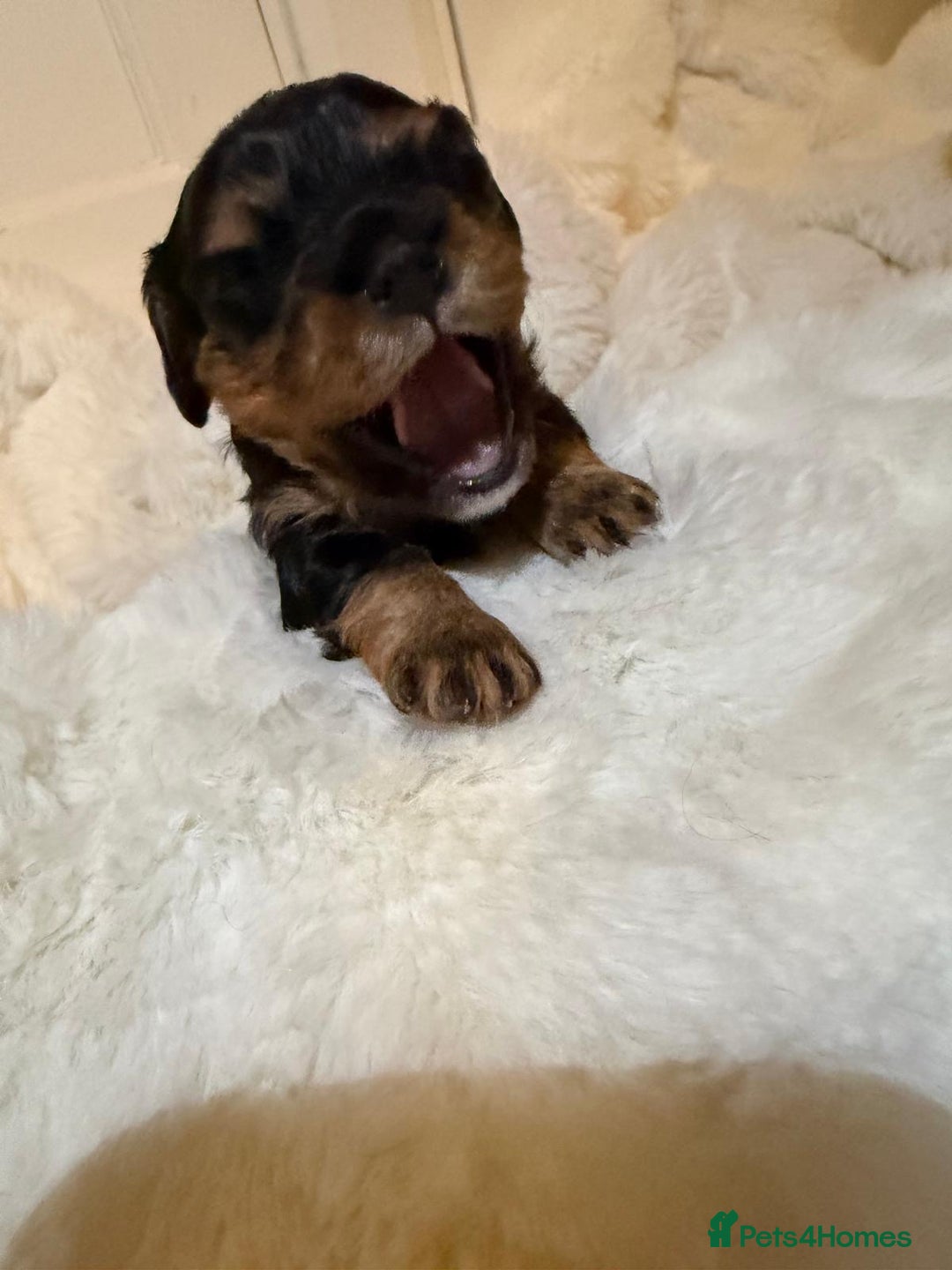 Cavalier King Charles Spaniel dogs for sale: 5 beautiful Cavalier King Charles puppies - Advert 12