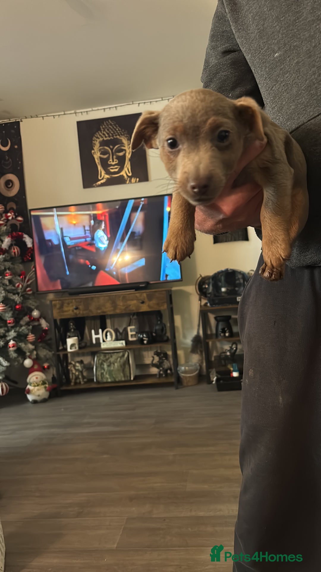 Jack Russell dogs for sale: Beautiful miniature pure Jack Russell’s  - Advert 16