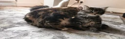 Mixed Breed cats for sale: Absolutely stunning kittens looking for a new home - Advert 21