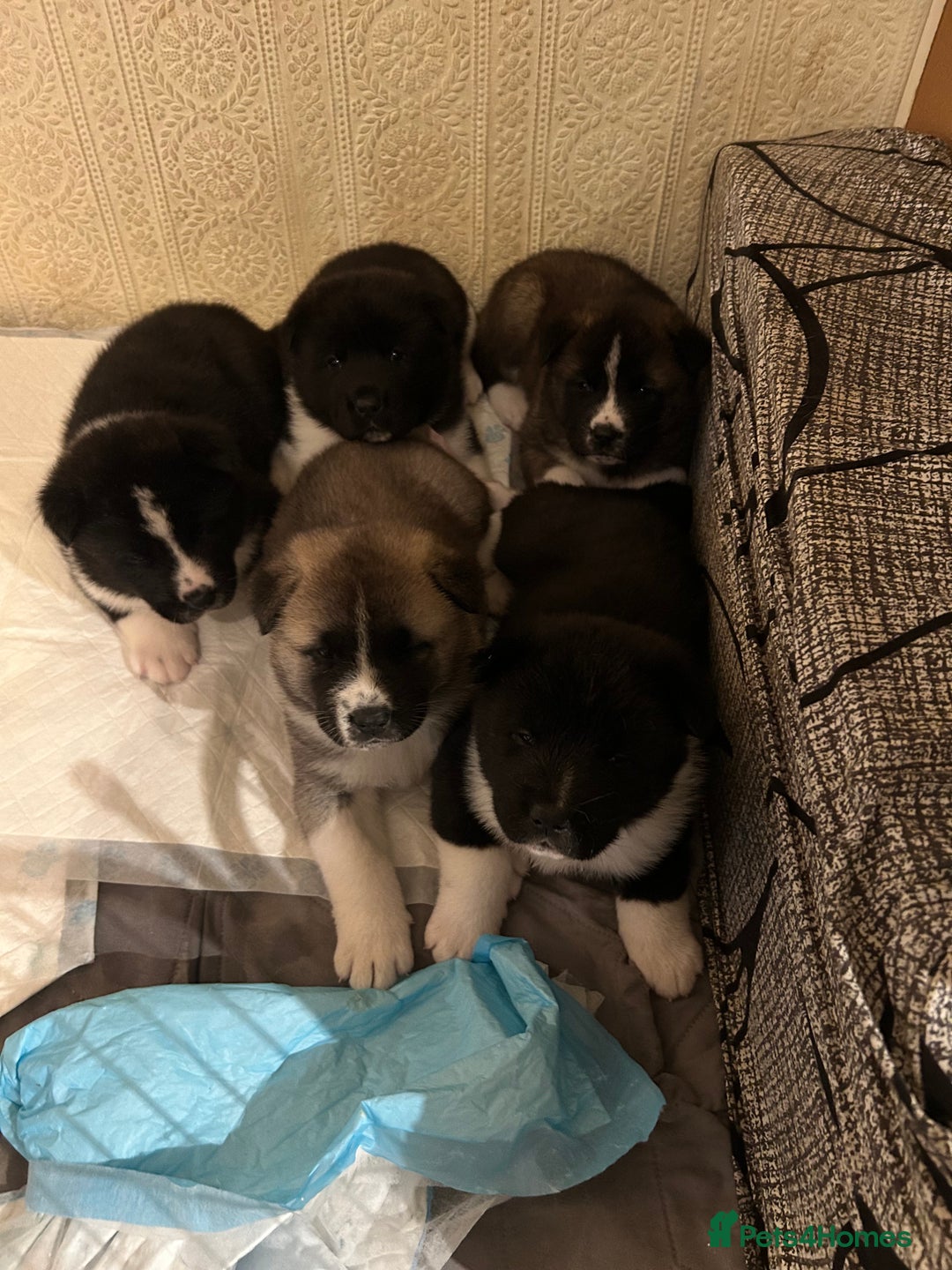 Akita dogs for sale: Akita Puppies for Sale - Advert 11