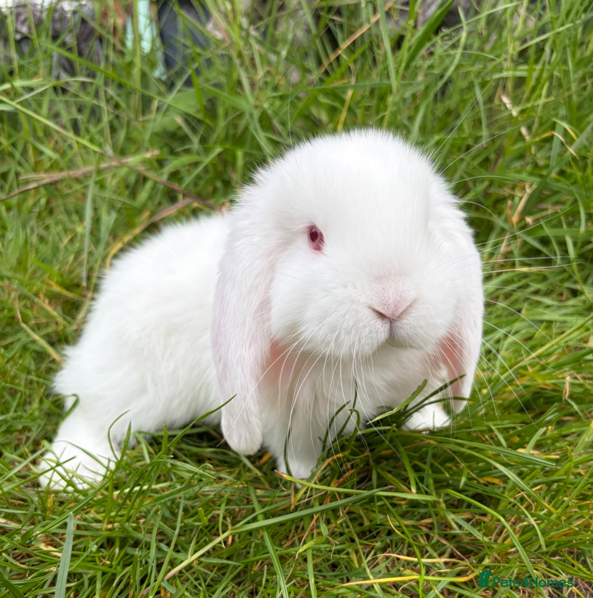 French Lop rabbits French lop - Advert 2