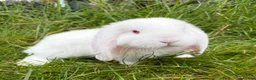 French Lop rabbits for sale: French lop in Rotherham - Advert 1