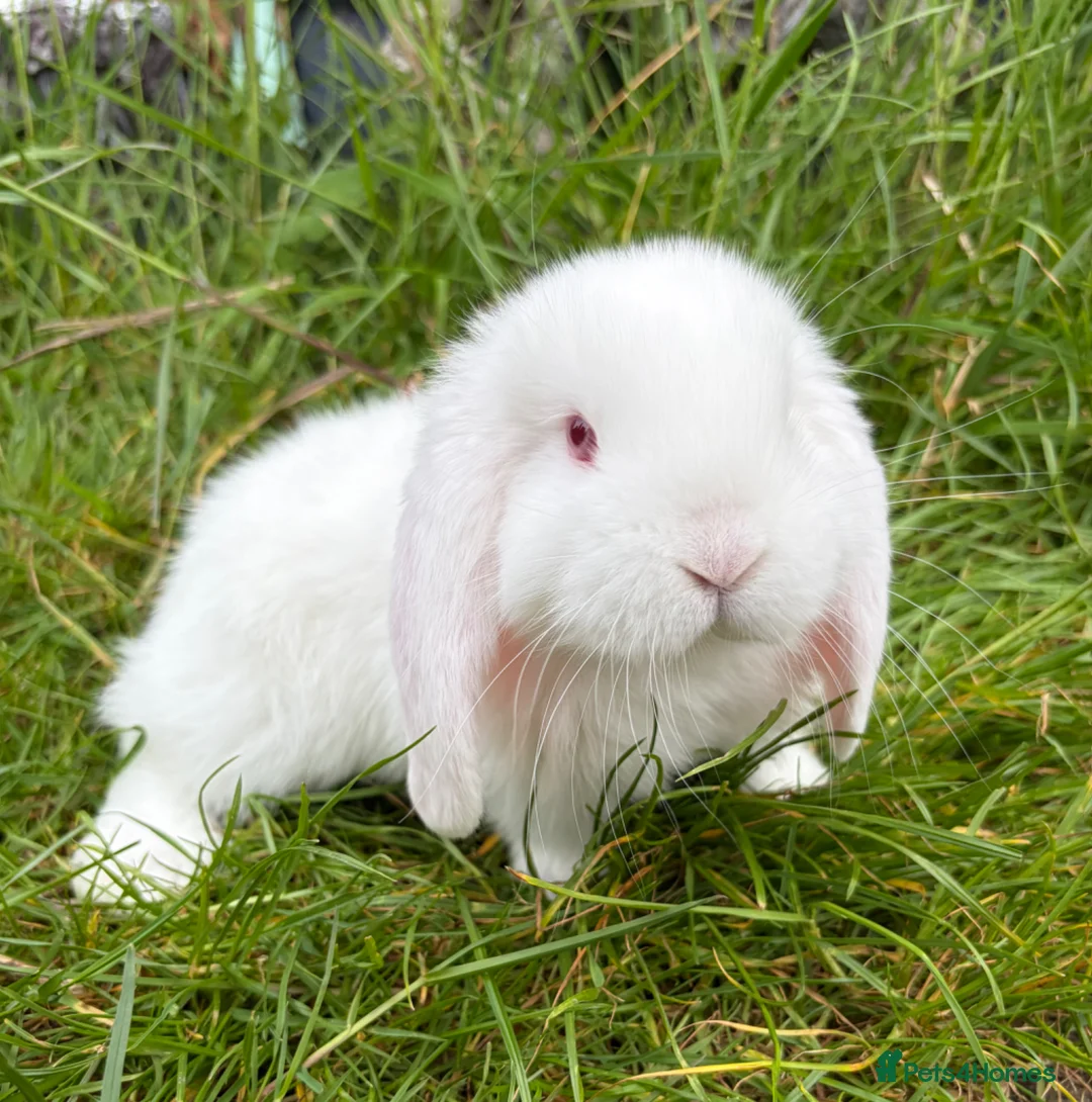 French Lop rabbits for sale: French lop in Rotherham - Advert 1