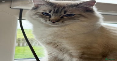 Ragdoll cats - Advert 10