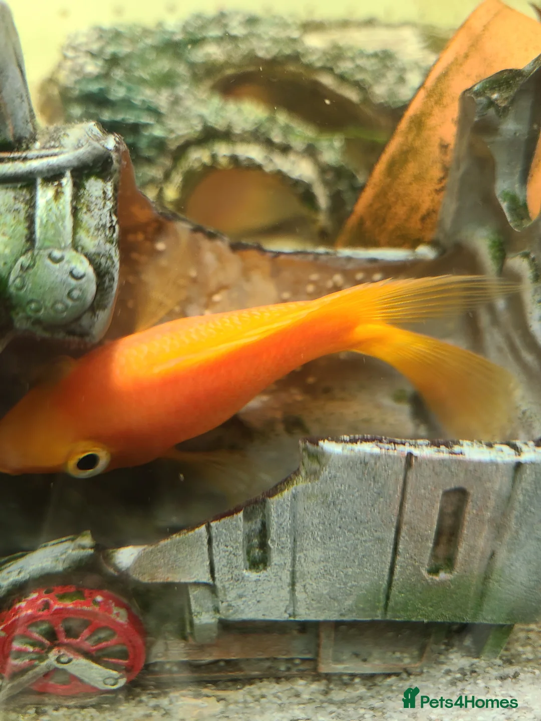 Cichlids fish for sale: Angel and red Parrott fish in Rotherham - Advert 1