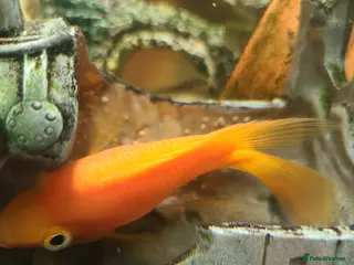 Cichlids fish Angel and red Parrott fish in Rotherham - Advert 4