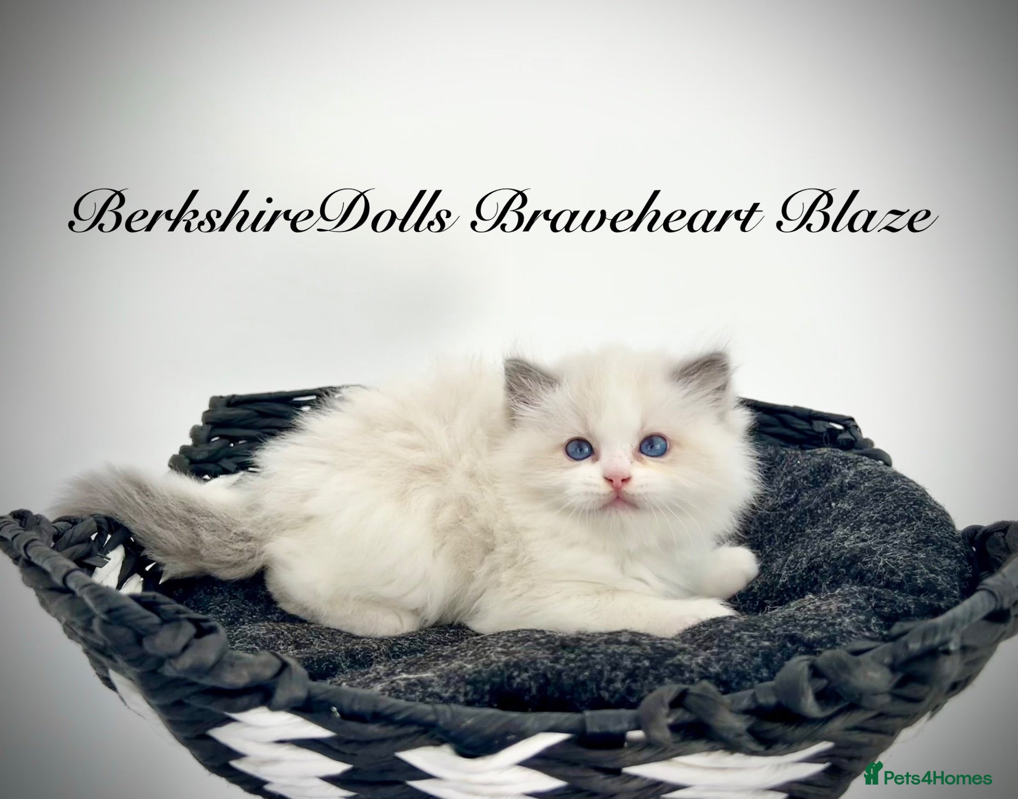 Ragdoll cats Gorgeous kittens with true ragdoll character - Advert 2