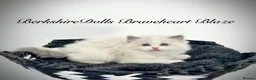 Ragdoll cats for sale: Gorgeous kittens with true ragdoll character - Advert 1
