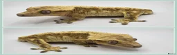 Gecko reptiles for sale: Various Crested Geckos - Advert 9